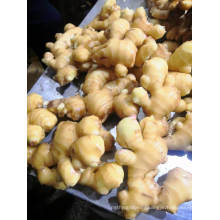 Organic Fresh Ginger From China